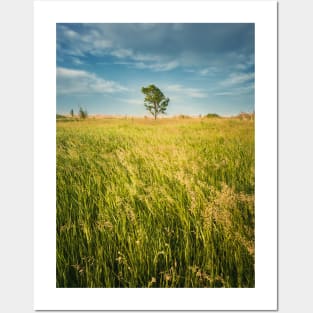 lone tree in the field Posters and Art